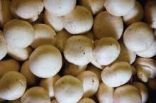  Mushroom  ( Tin ned White Button)