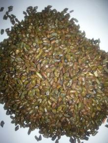 Cassia Tora Seeds