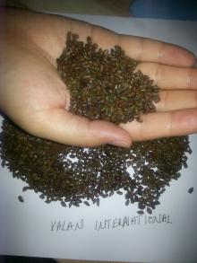 Cassia seeds