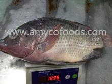 Frozen Tilapia Fish Whole Round 800+ high quality 100% fresh
