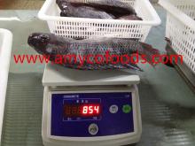  Frozen  Tilapia GS processed from alive raw material