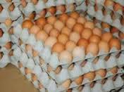 Chicken egg