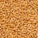 Wheat Grain