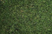 Dill Tips