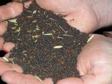  Canola   Seed s For  Sale 