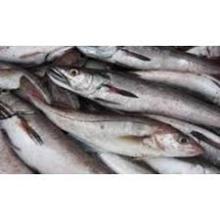 Frozen Fish Mackerel, Sardine Fish Prawns and Ther Fish Types