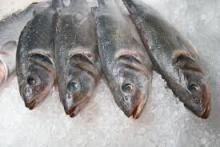 Frozen Breaded Cut  Octopus  For  Sale 