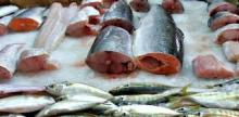 Frozen Mackerel Fillets - Pacific Hake Fish-Salmon Fish