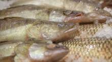 Best Grade Frozen Giant Squid Fillet Caught  From   Peru 