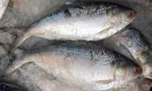 Shallow  Skinless   Boneless  Frozen Tilapia  Fish  Fillet