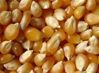  Popcorn  Kernel