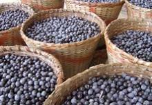 Organic Freeze Dried Acai Berry
