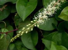 water-soluble wild basella alba extract