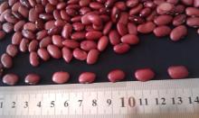 british red kidney beans