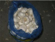 Normal White 5.5cm Natural Fresh Garlic