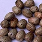 Macleaya cordata Extract S