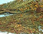 St.John's Wort Extract S