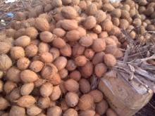 Coconut