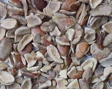 Organic African  bush   mango  seed (Irvingia Gabonesis)
