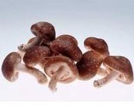 SHIITAKE MUSHROOM POWDER, 100% pure Mushrooms/Fungus powder