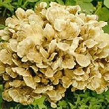  MAITAKE   MUSHROOM   POWDER ,100% pure  Mushroom s/Fungus  powder s