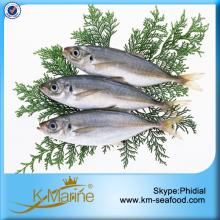 100g Up Wholesale Whole Round Horse Mackerel