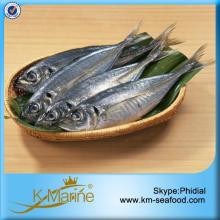 Quality Frozen Horse  Mackerel  For  Sale 