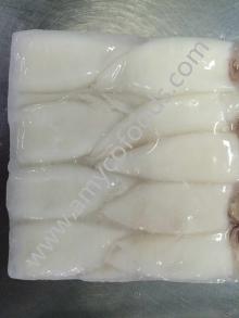 Loligo Squid