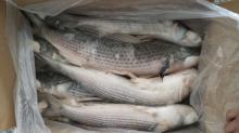  Grey   mullet /Mugil cephalus