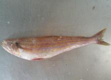  Lizard   fish /Trachinocephalus myops