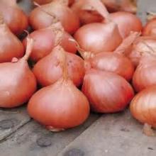 Red shallot powder, Dehydrated Vegetables Powder (AD) , High quality for food seasoning