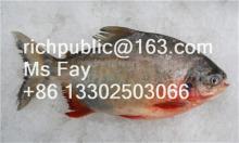 Frozen Red Pomfret 90%NW 300-500g