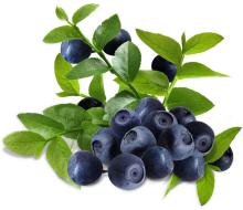  Blueberry   juice   powder 