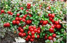 Lingonberry juice powder