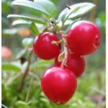 Lingonberry Proanthocyanidins