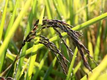  Black   Rice   Extract 