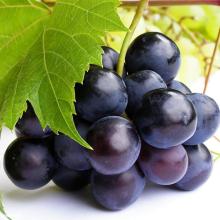  Black   currant   extract 