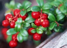 Lingonberry Anthocyanin