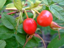 Wild Rose Hip Extract