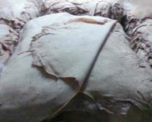 Premium Quality Wet salted and Wet Blue Cow Hides for sale