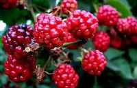  Raspberry   extract 