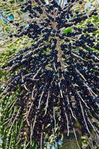 Acai  berry   extract 