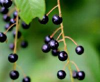 Prunus Padus Extract