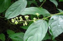 Common Threewingnut  Root   Extract 