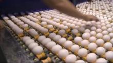 fertile hatching eggs for sale