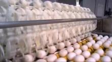 Fresh chicken eggs and fertile hatching eggs for sale