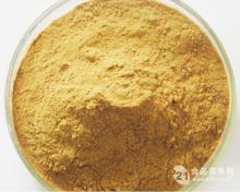  Horsetail   Extract 