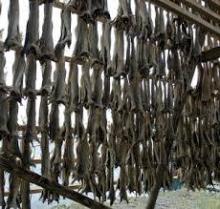 Fresh and Frozen Horse Mackerel Fish, Herring Fish ,Dry Stockfish