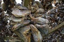 Horse Mackerel Fish, Herring Fish ,Dry Stockfish