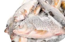 Live Arowana  Fish es of All Breed and Sizes Available in Stock for Sale